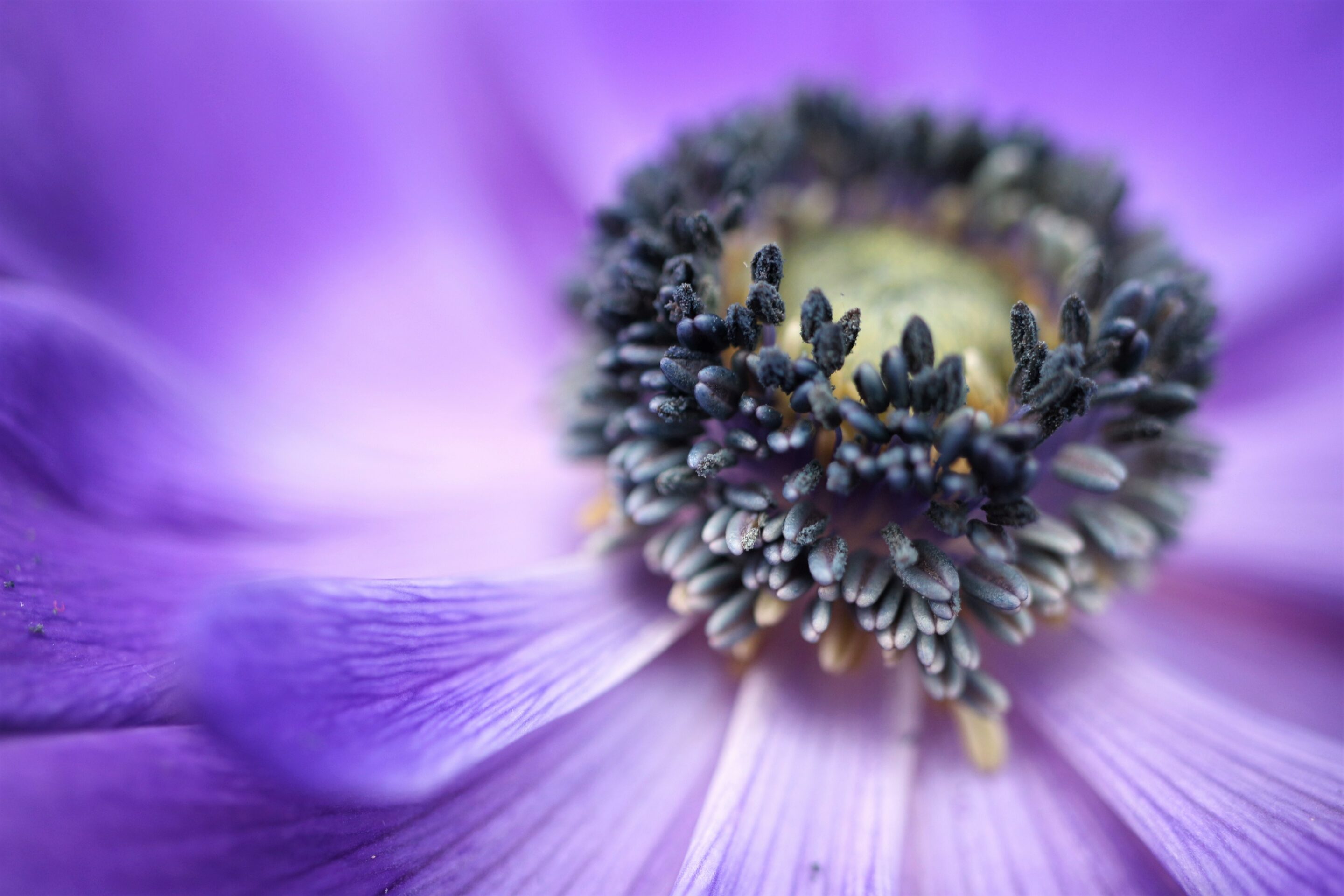 Macro photography image of flower